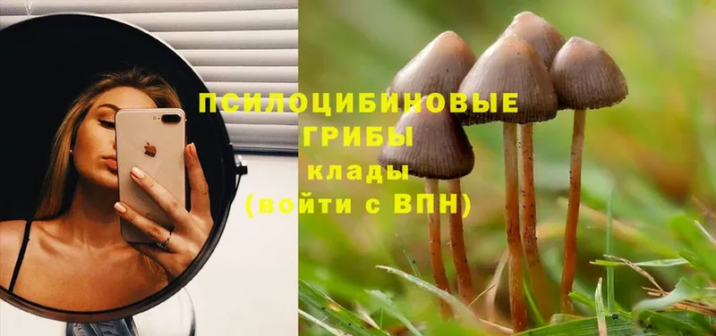 KRAKEN зеркало  Москва  Галлюциногенные грибы Magic Shrooms 